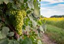Udforsk spændende Rioja-producenter